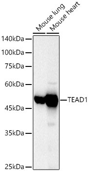 TEAD1 Antibody - Azide and BSA Free