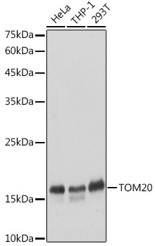 TOMM20 Antibody - Azide and BSA Free