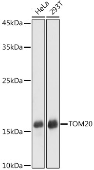 TOMM20 Antibody - Azide and BSA Free