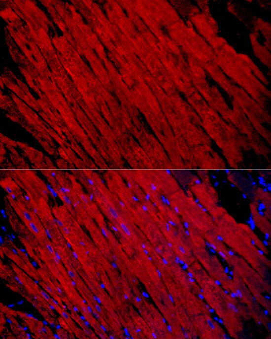 Myosin Heavy Chain 1 Antibody - Azide and BSA Free