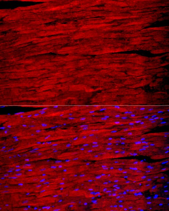 Myosin Heavy Chain 1 Antibody - Azide and BSA Free