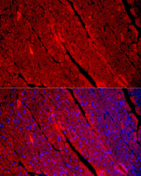 Myosin Heavy Chain 1 Antibody - Azide and BSA Free