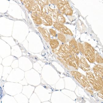 Myosin Heavy Chain 1 Antibody - Azide and BSA Free