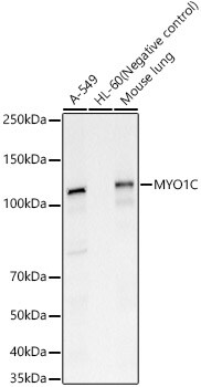 Myosin 1C Antibody - BSA Free