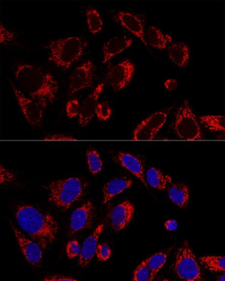 SSBP1 Antibody - BSA Free
