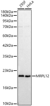 MRPL12 Antibody - BSA Free