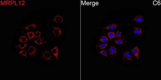 MRPL12 Antibody - BSA Free