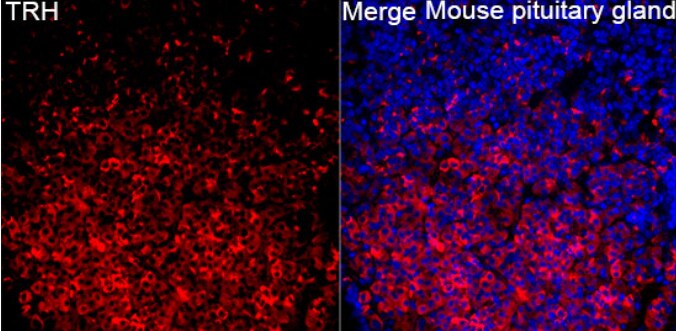 Thyrotropin Releasing Hormone Antibody - Azide and BSA Free