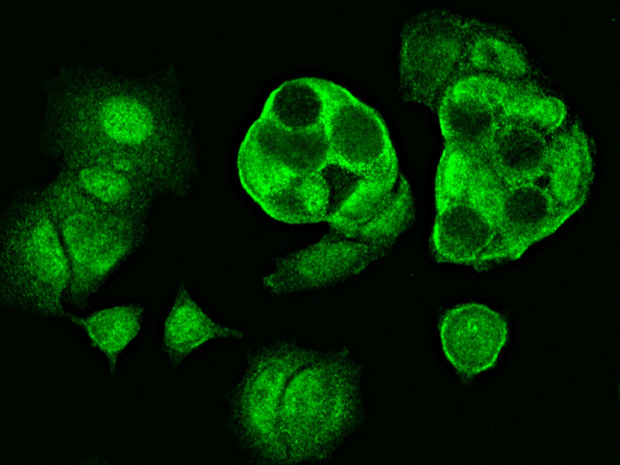 Centrin 2 Antibody - Azide and BSA Free