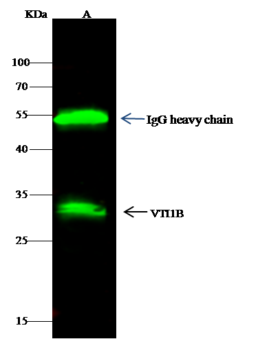 VTI1B Antibody - Azide and BSA Free
