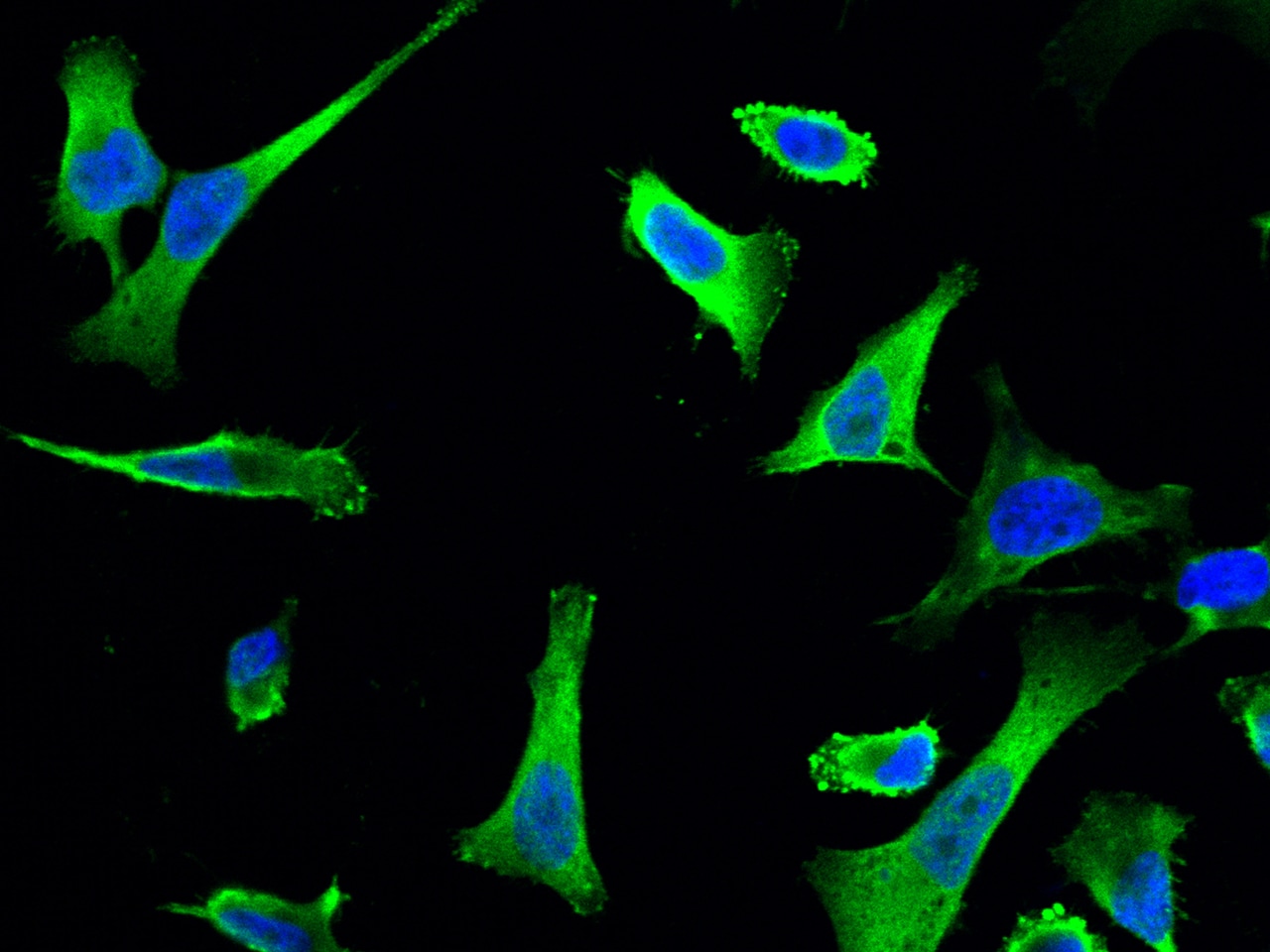 NUDC Antibody - Azide and BSA Free