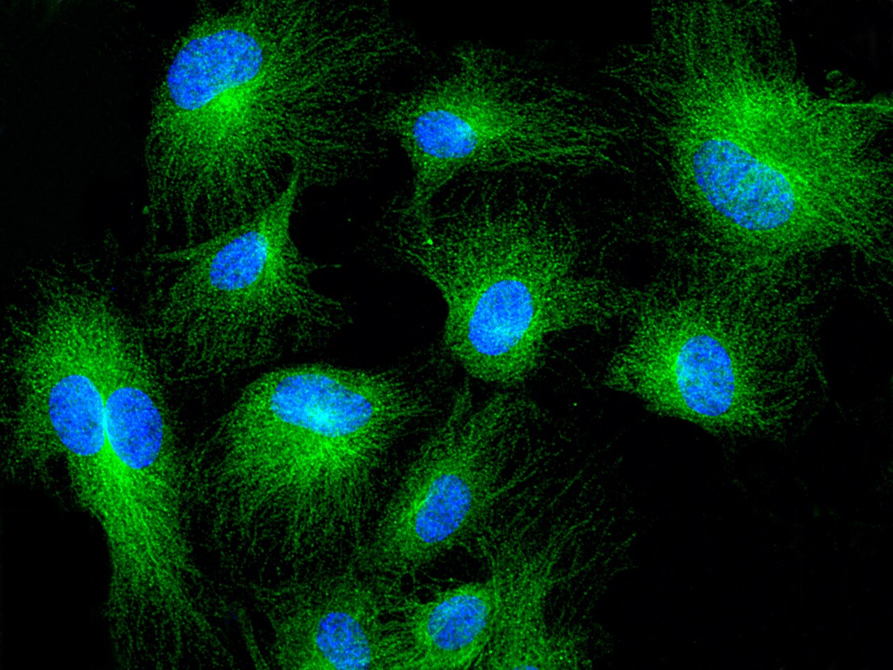 MRPL44 Antibody - Azide and BSA Free