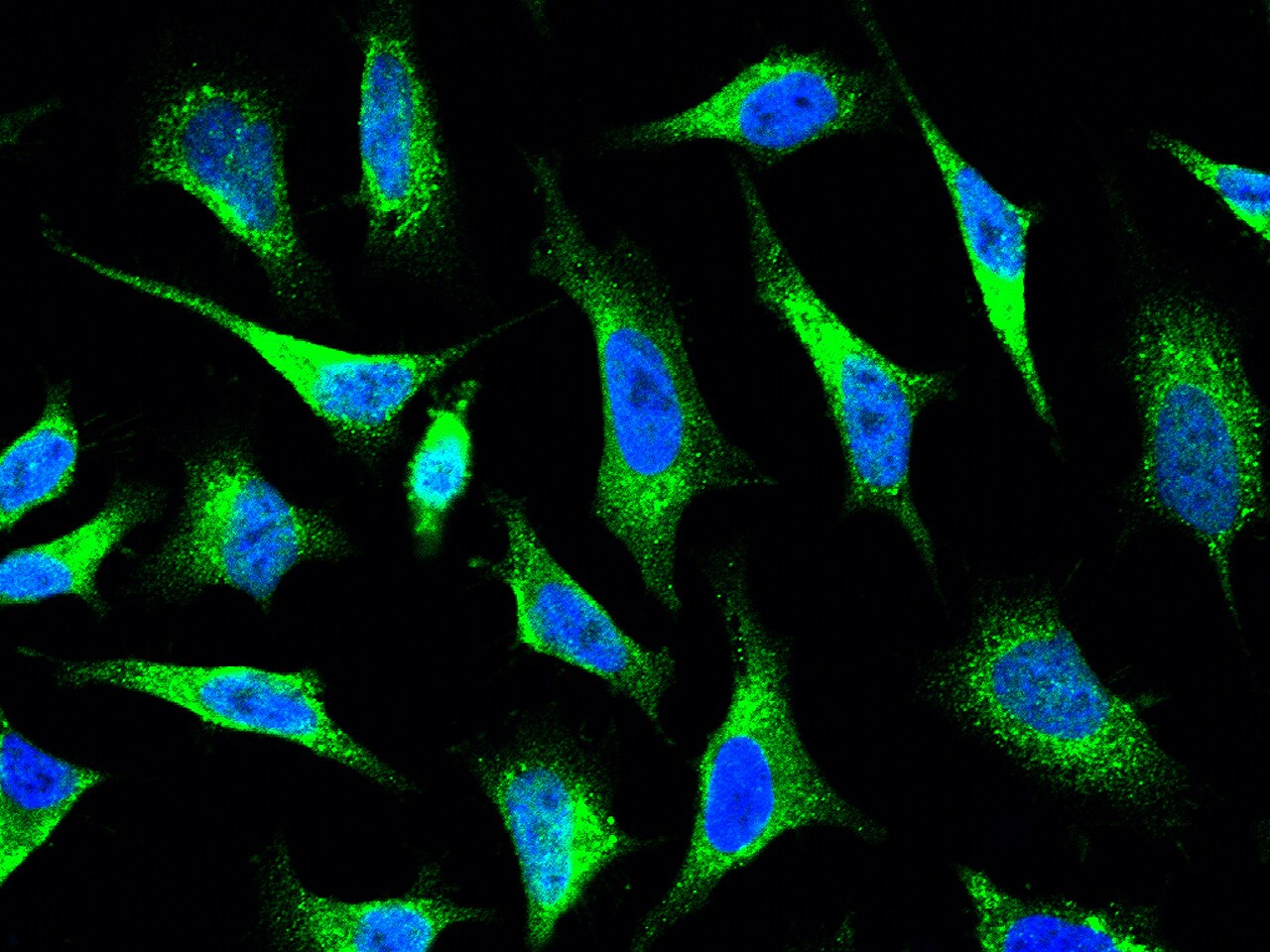ACTR3 Antibody - Azide and BSA Free