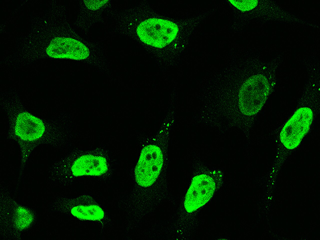 Proteasome 20S alpha 3 Antibody - Azide and BSA Free