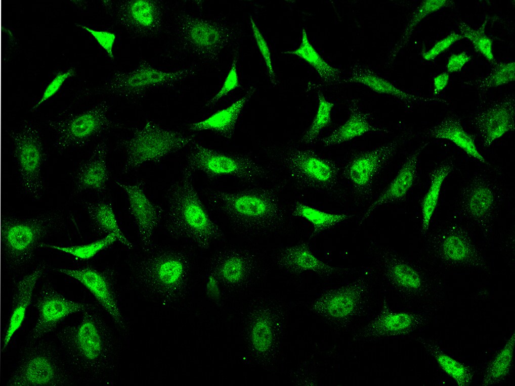 Stanniocalcin 1/STC-1 Antibody - BSA Free