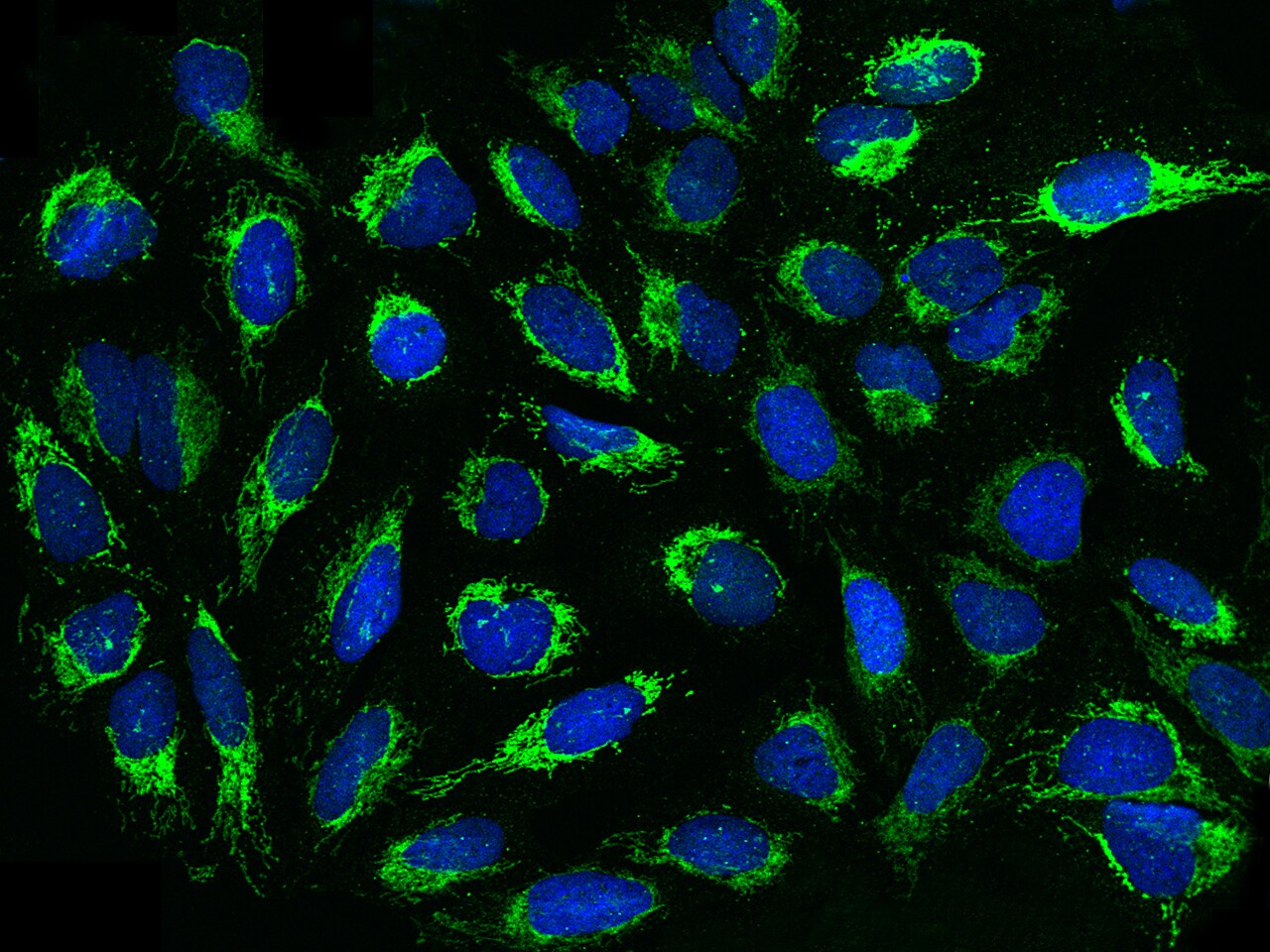 RBKS Antibody - Azide and BSA Free