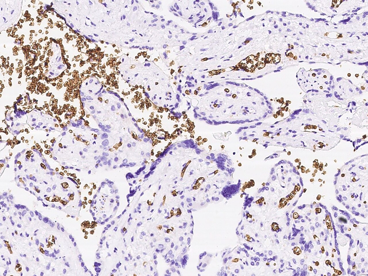 Glycophorin C Antibody - Azide and BSA Free