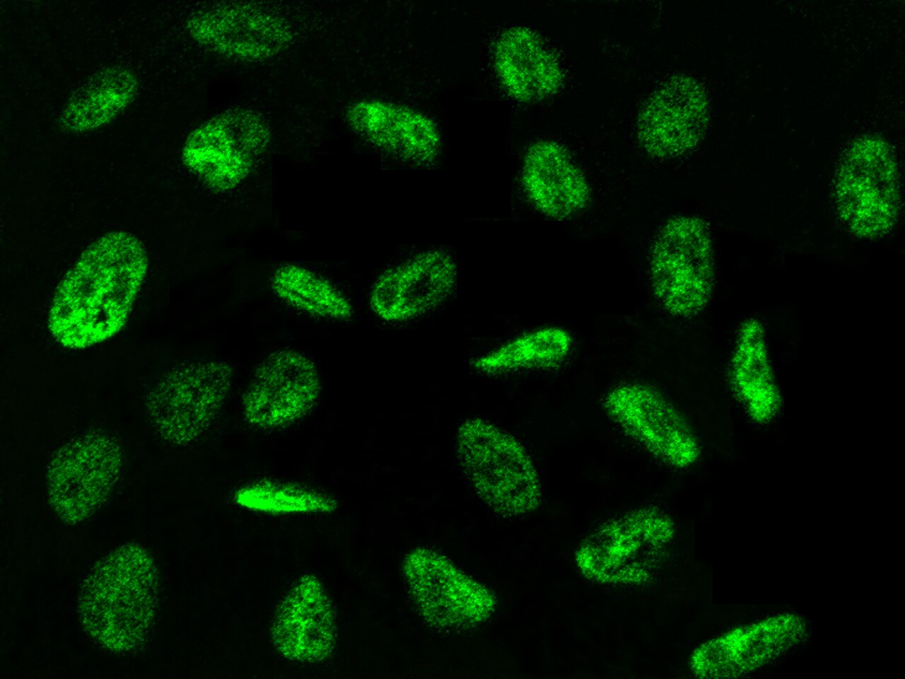 CCDC16 Antibody - Azide and BSA Free
