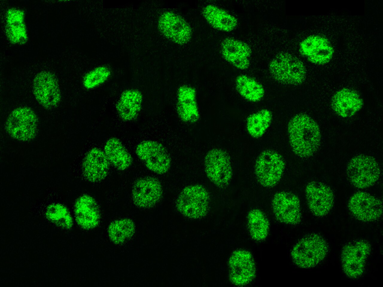TR4/NR2C2 Antibody - Azide and BSA Free
