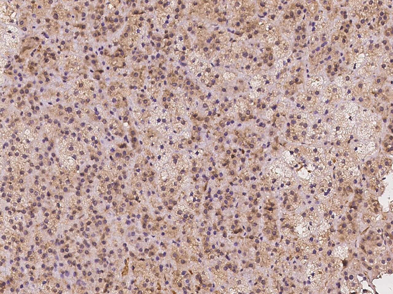 IL18R1 Antibody - BSA Free