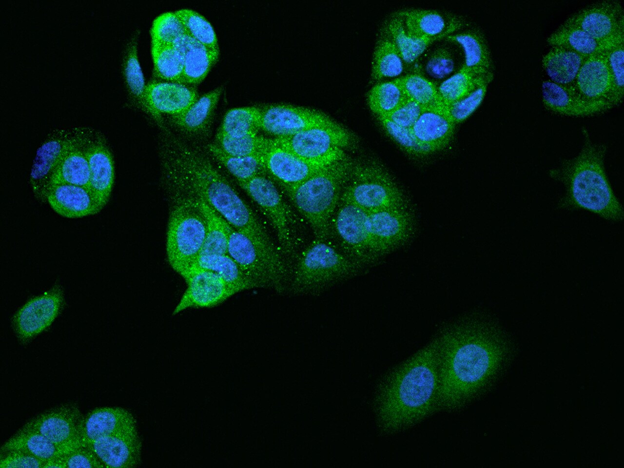 V-type proton ATPase subunit F Antibody - BSA Free