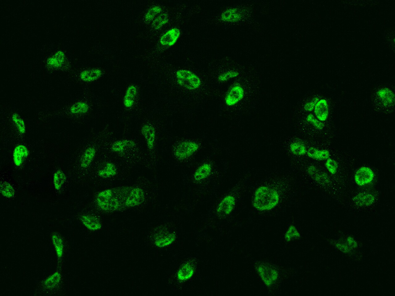 GMEB1 Antibody - BSA Free