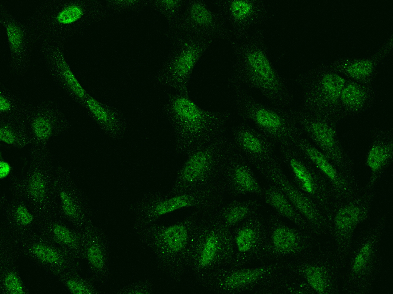 GRB 14 Antibody - BSA Free