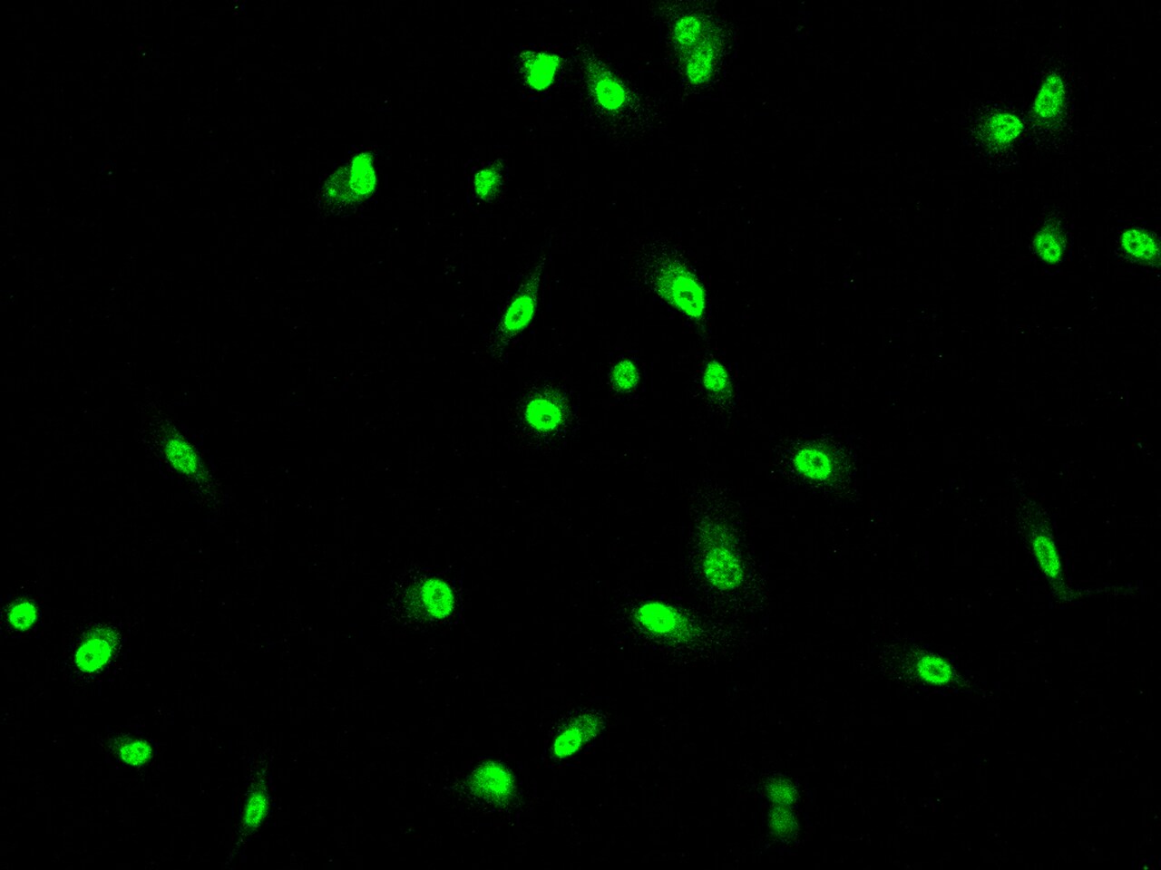 Guanylate kinase Antibody - BSA Free