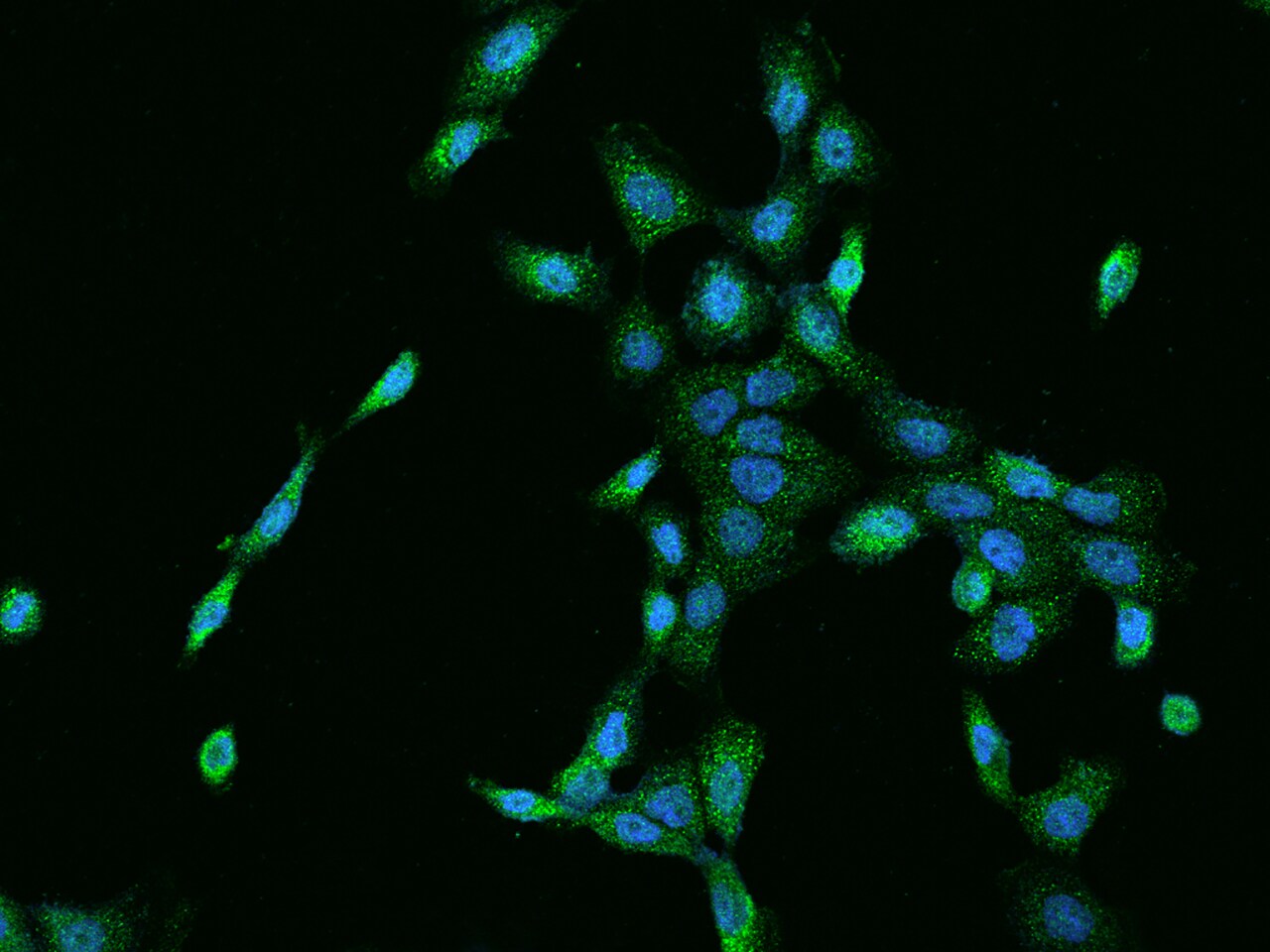 Cyclin M3 Antibody - BSA Free