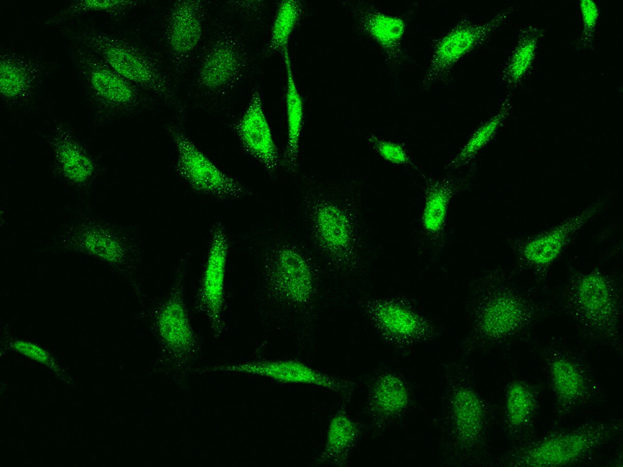 Bmf Antibody - BSA Free