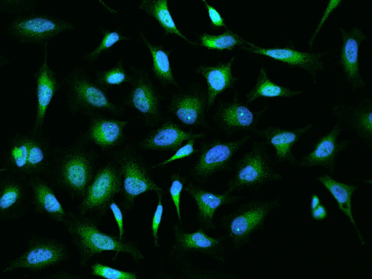 OS9 Antibody - BSA Free