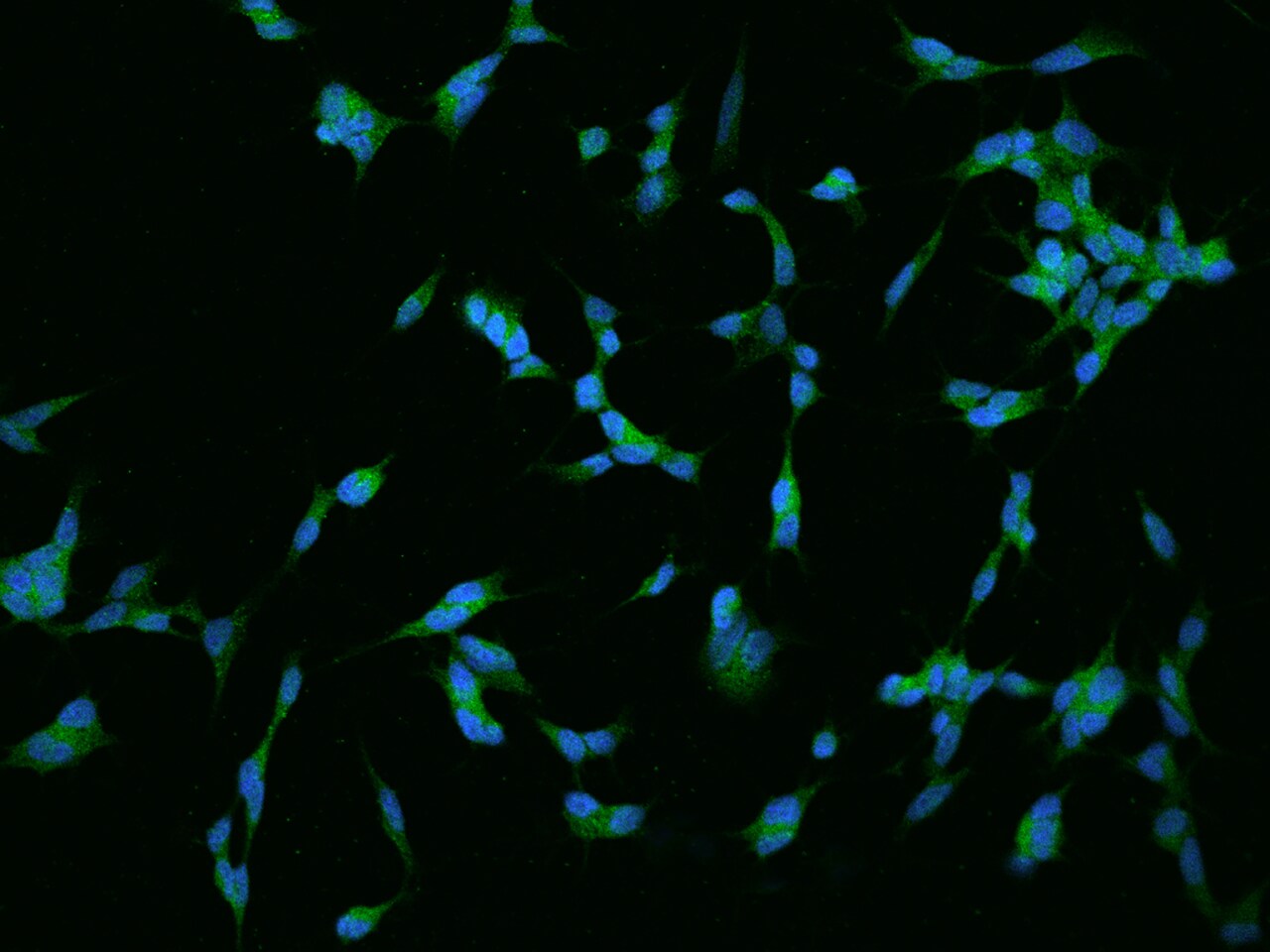 RGS17 Antibody - BSA Free