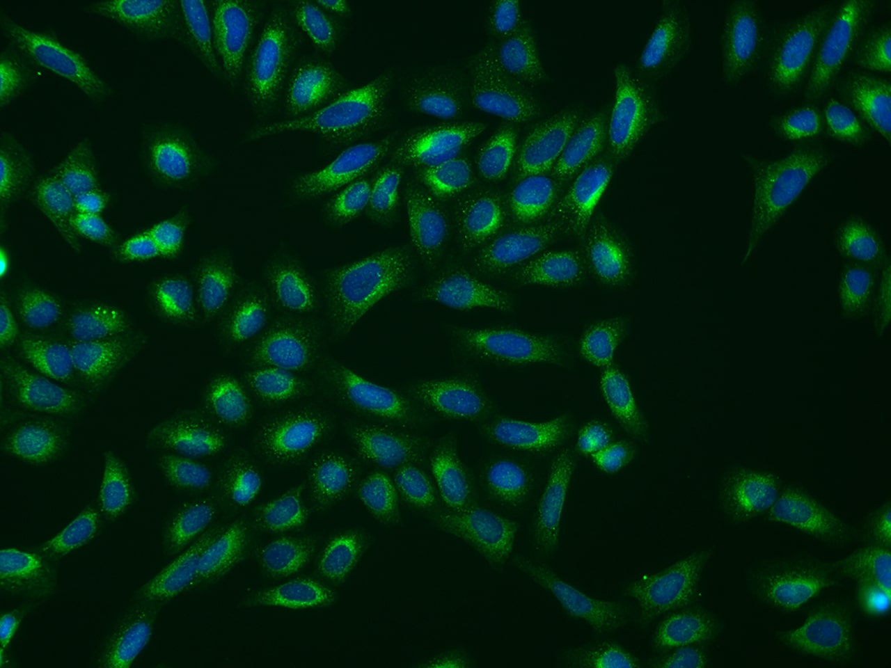 SHMT1 Antibody - BSA Free
