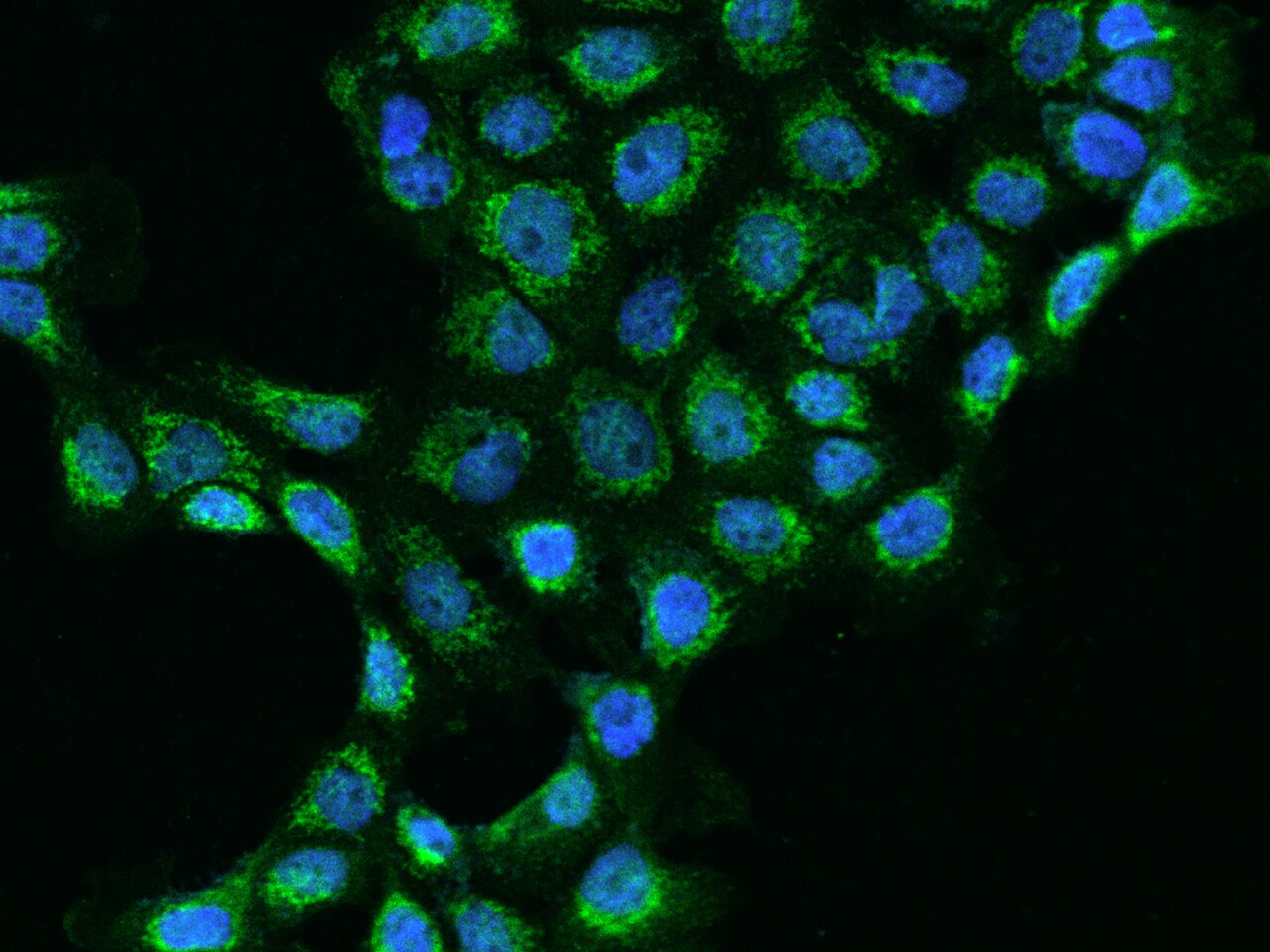 MRPL45 Antibody - BSA Free