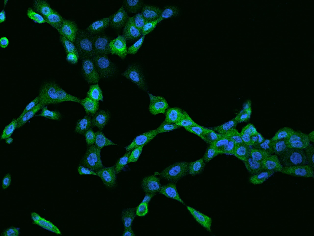 Caspase-4 Antibody - BSA Free
