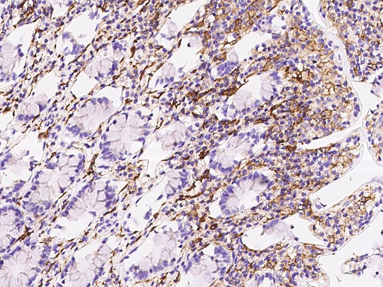 LIR-8/CD85c/LILRB5 Antibody - BSA Free
