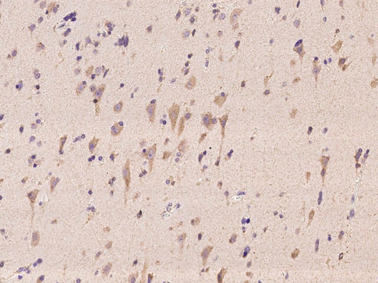 STYX Antibody - BSA Free