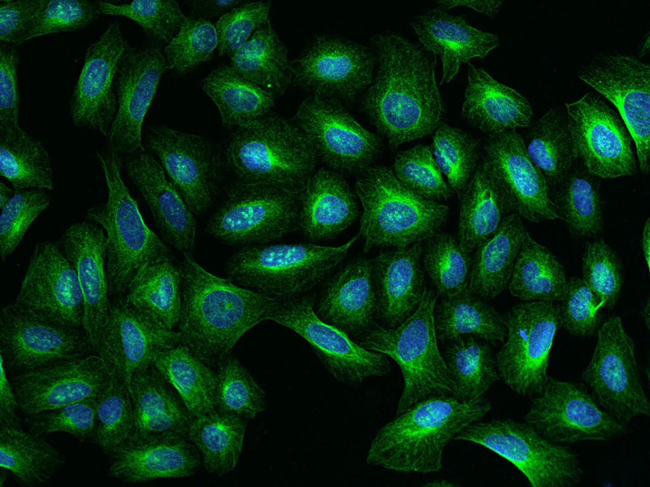 TBCA Antibody - BSA Free