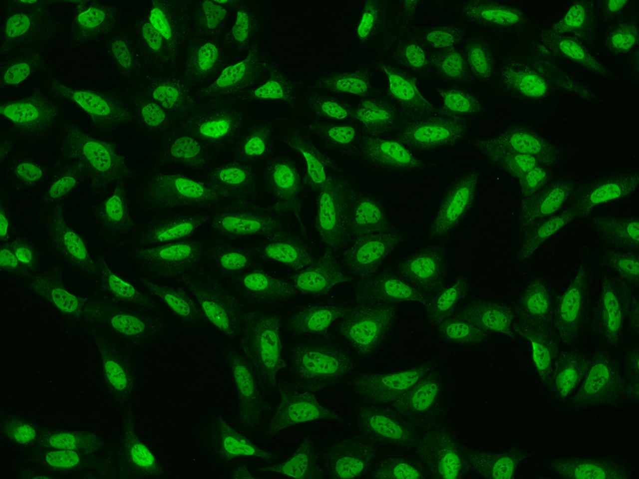 CDC26 Antibody - BSA Free