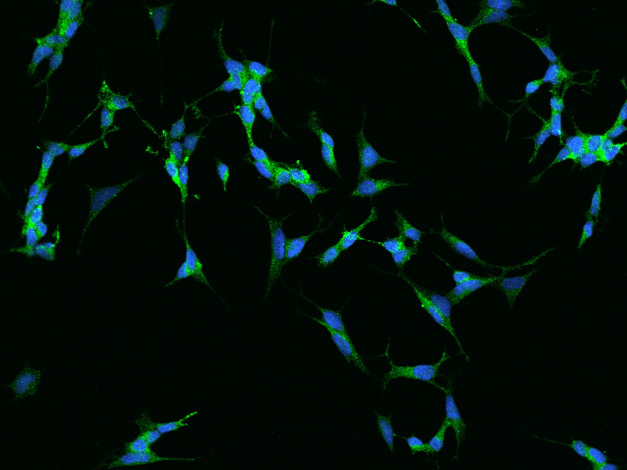 Chromogranin B Antibody - BSA Free