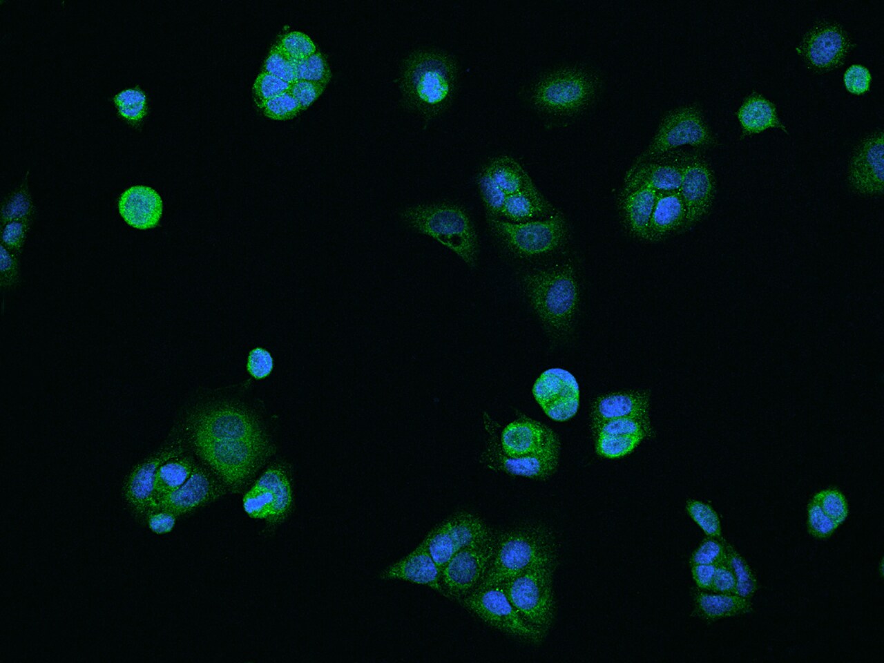 COA5 Antibody - BSA Free