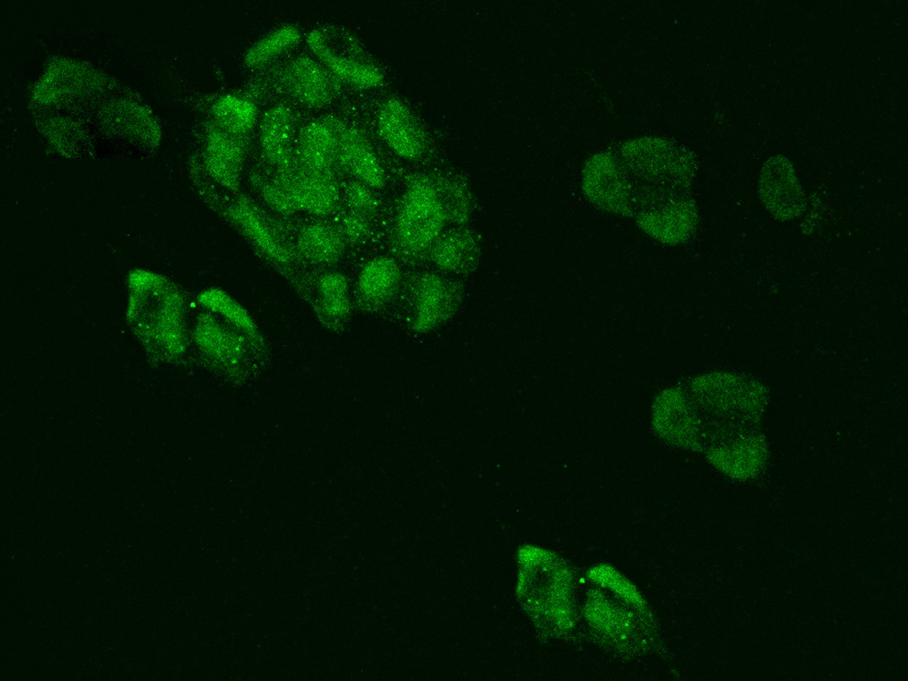 MRPL34 Antibody - BSA Free