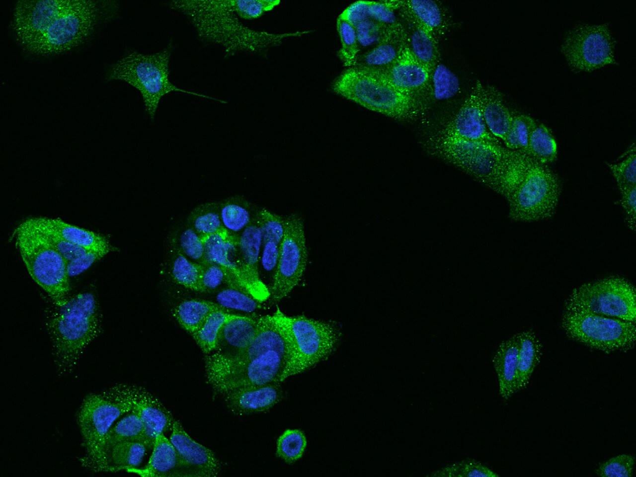 Claudin-7 Antibody - BSA Free