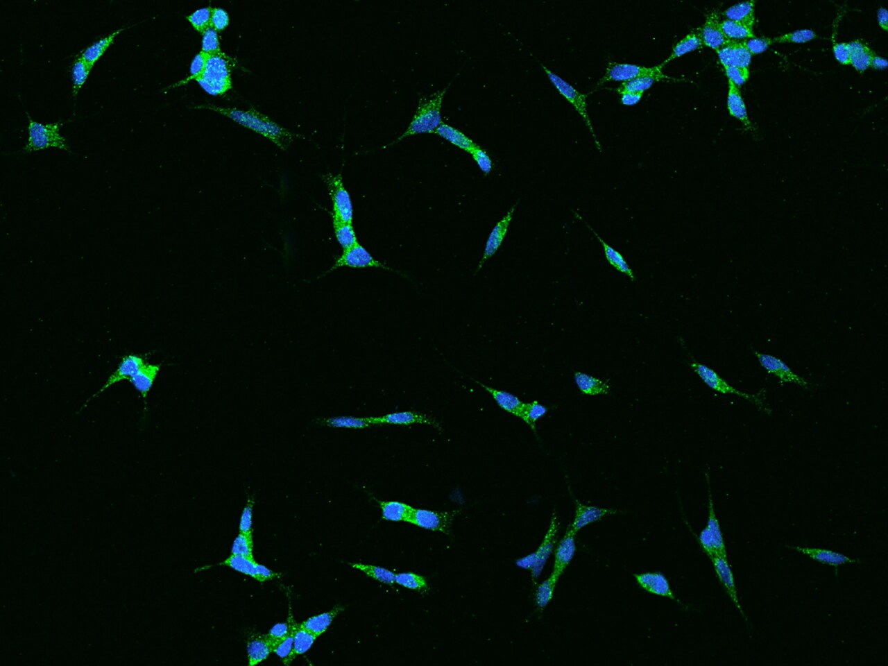 PAC1R Antibody - BSA Free