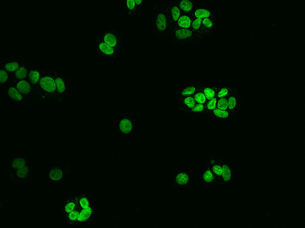 NUP50 Antibody - BSA Free