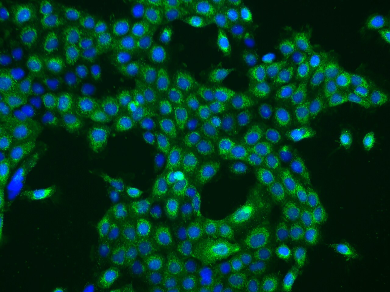 OXA1L Antibody - BSA Free