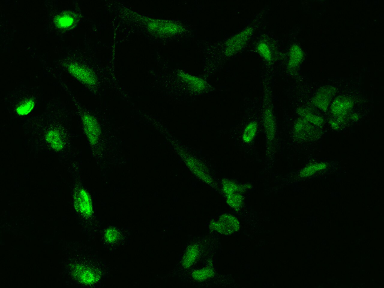 RanBP3 Antibody - BSA Free