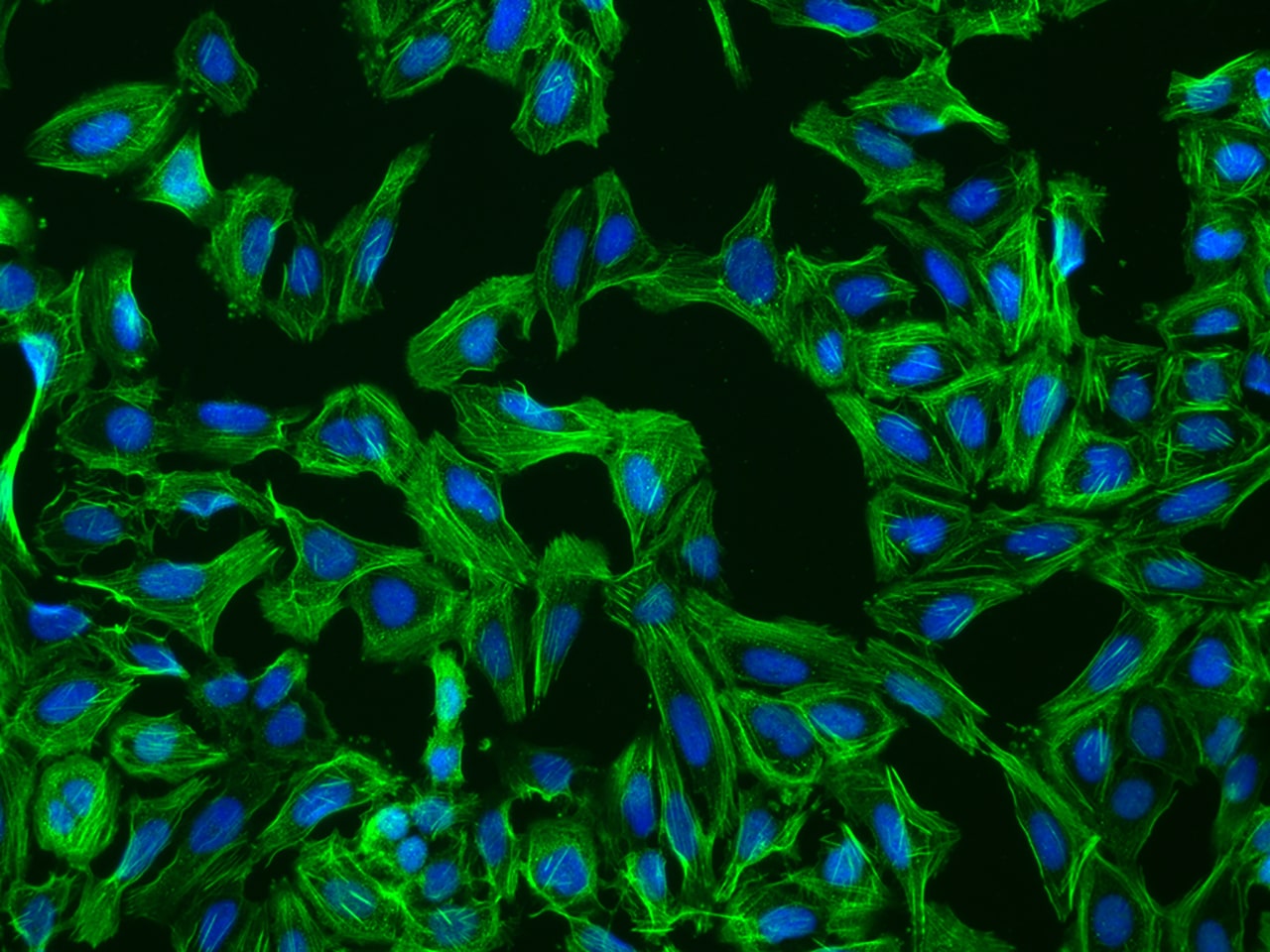 KLC3 Antibody - BSA Free