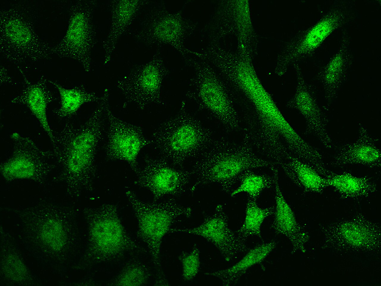 NCOR1 Antibody - BSA Free