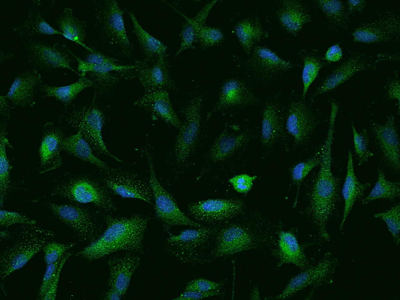 NUDT10 Antibody - BSA Free